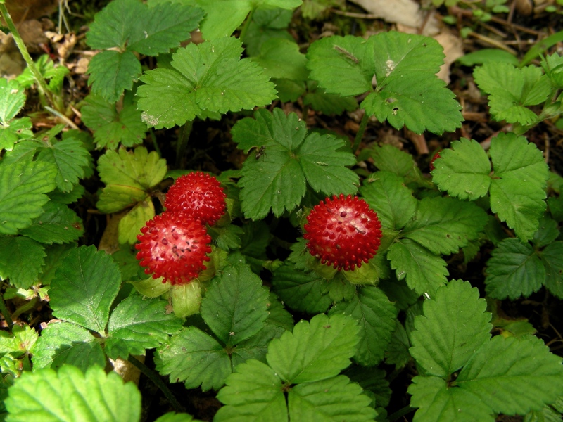 Potentilla indica (=Duchesnea indica) / Fragola matta